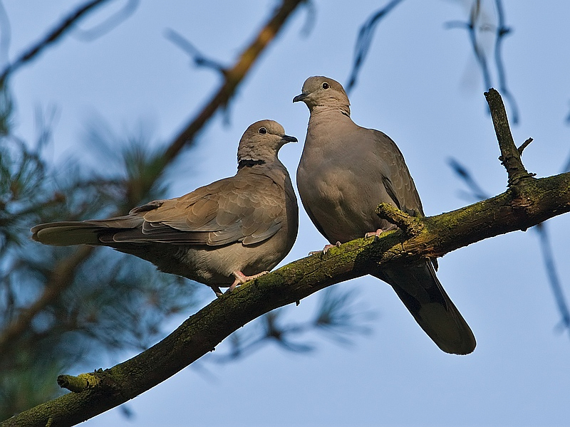 Streptopelia decaocto Collared Dove Turkse Tortel